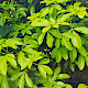 Choisya ternata
