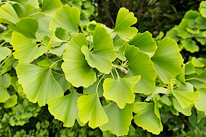 Ginkgo biloba Maidenhair-tree