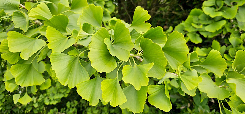 Ginkgo biloba - &copy; Barry Stewart