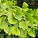 Ginkgo biloba