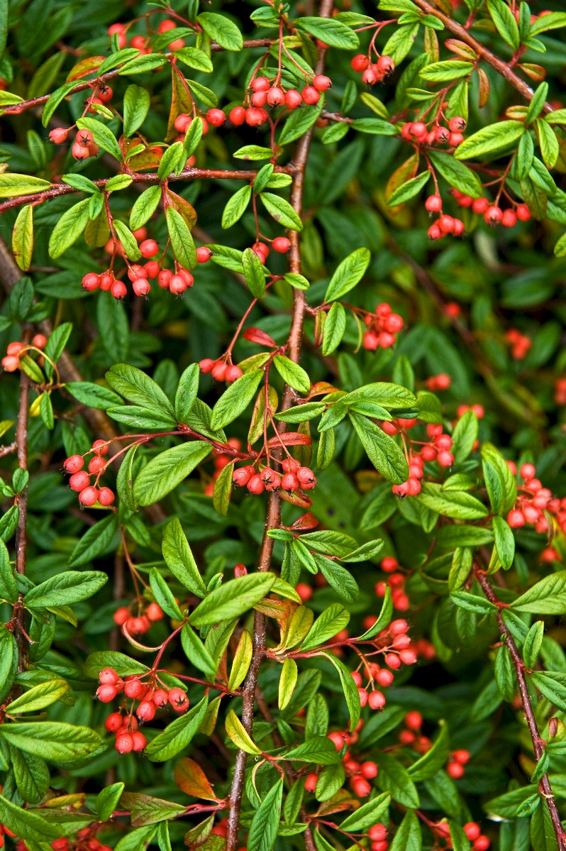 Cotoneaster - &copy; Charles Hipkin