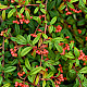 Cotoneaster