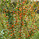 Cotoneaster