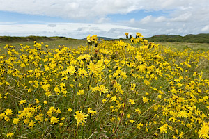 Hieracium agg. Hawkweed