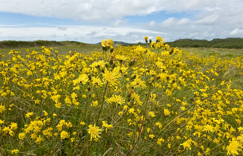 Hieracium agg. - &copy; Charles Hipkin