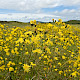 Hieracium agg.