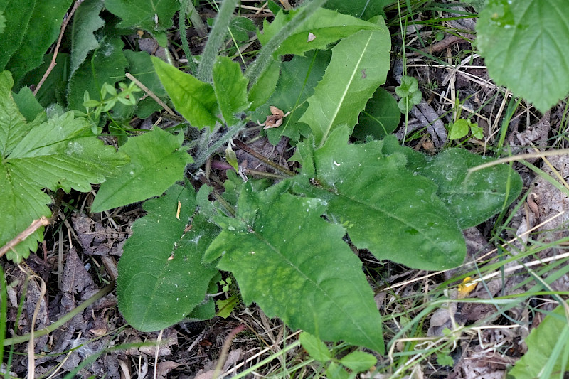 Hieracium grandidens - &copy; Charles Hipkin