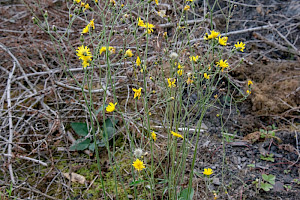Hieracium grandidens Grand-toothed Hawkweed