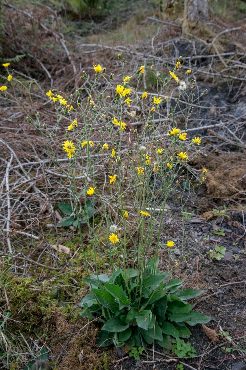 Hieracium grandidens - &copy; Charles Hipkin