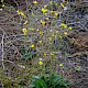 Hieracium grandidens