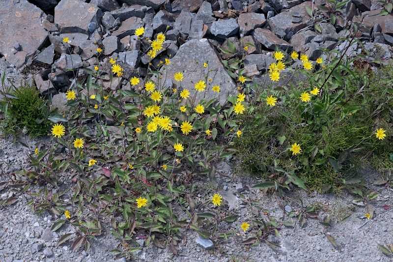 Hieracium argillaceum - &copy; Charles Hipkin