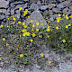 Hieracium argillaceum