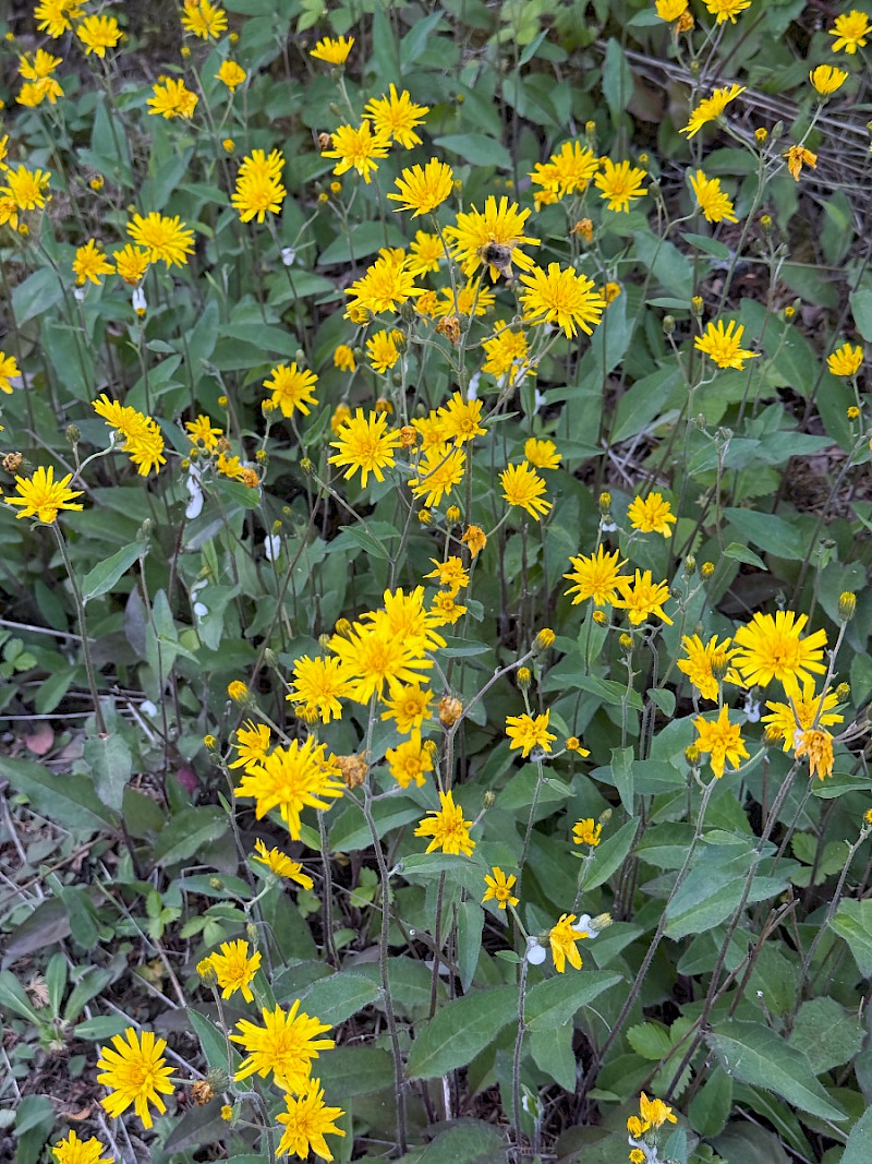 Hieracium argillaceum - &copy; Charles Hipkin