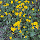 Hieracium argillaceum