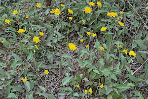 Hieracium argillaceum Southern Hawkweed
