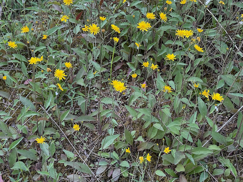 Hieracium argillaceum - &copy; Charles Hipkin