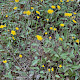 Hieracium argillaceum