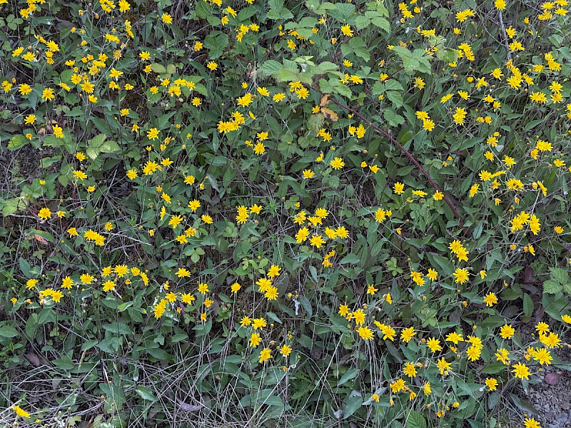 Hieracium argillaceum - &copy; Charles Hipkin