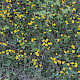 Hieracium argillaceum