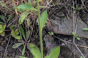 Hieracium consociatum Sociable Hawkweed