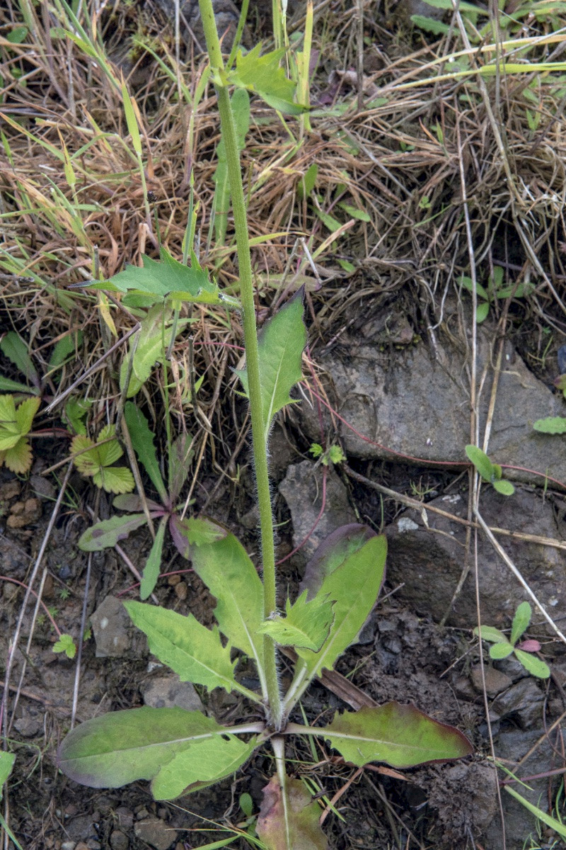 Hieracium consociatum - &copy; Charles Hipkin