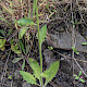 Hieracium consociatum