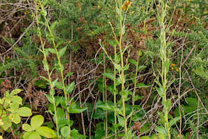 Hieracium sabaudum Autumn Hawkweed