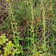 Hieracium sabaudum