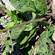Hieracium spilophaeum