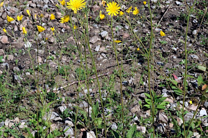 Hieracium spilophaeum Spotted Hawkweed