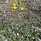 Hieracium spilophaeum