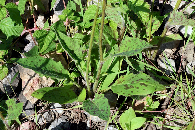 Hieracium spilophaeum - &copy; Charles Hipkin