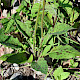Hieracium spilophaeum