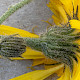 Hieracium pollichiae