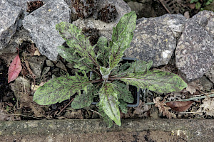 Hieracium pollichiae Roffey's Hawkweed