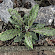 Hieracium pollichiae