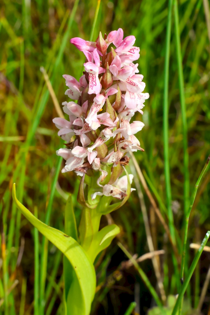 Dactylorhiza incarnata subsp. incarnata - &copy; Charles Hipkin