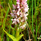 Dactylorhiza incarnata subsp. incarnata