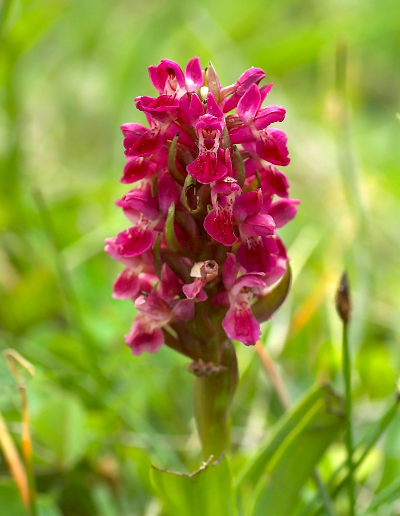 Dactylorhiza incarnata subsp. coccinea - &copy; Charles Hipkin