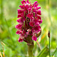Dactylorhiza incarnata subsp. coccinea