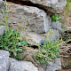 Limonium procerum subsp. procerum