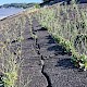 Limonium procerum subsp. procerum