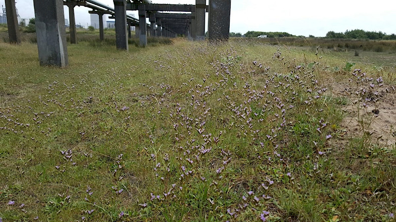 Limonium procerum subsp. procerum - &copy; Barry Stewart