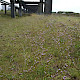 Limonium procerum subsp. procerum