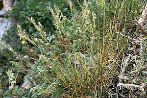 Festuca ovina Sheep's-fescue