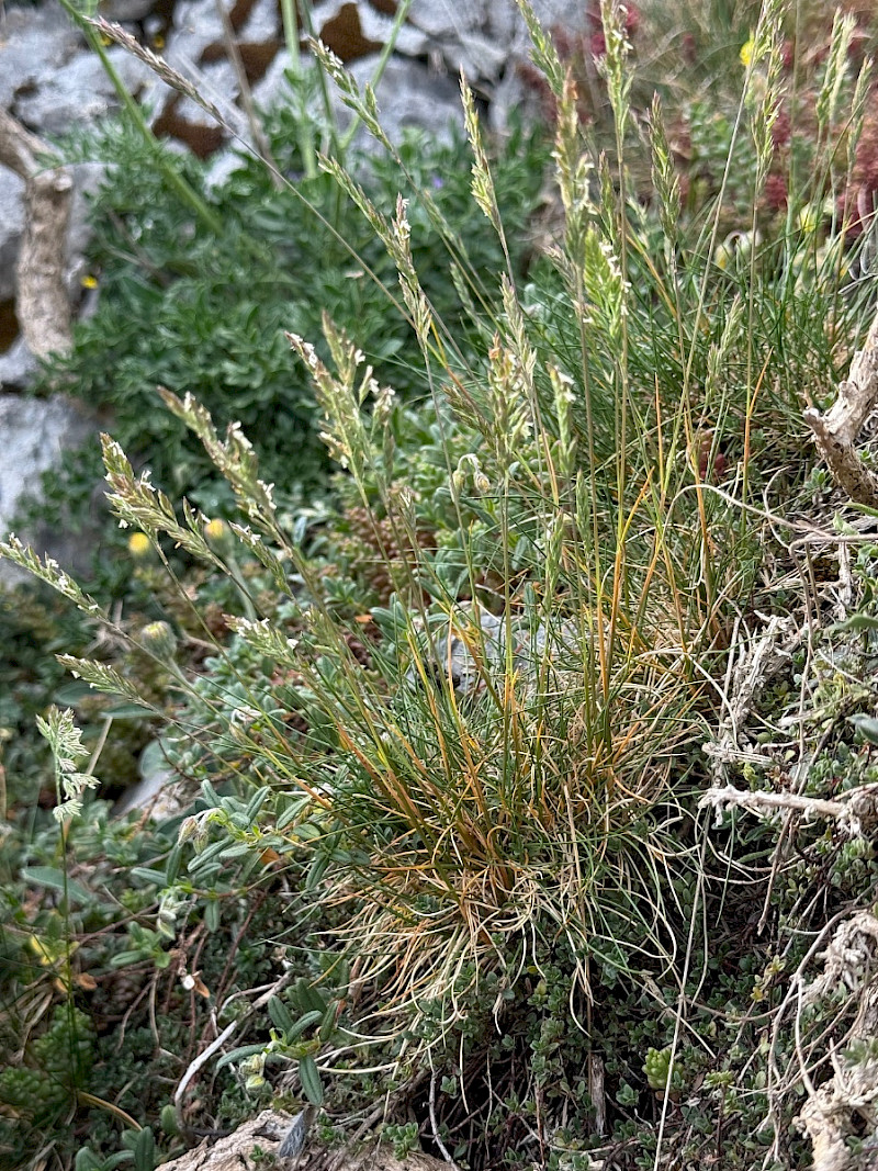 Festuca ovina - &copy; Charles Hipkin