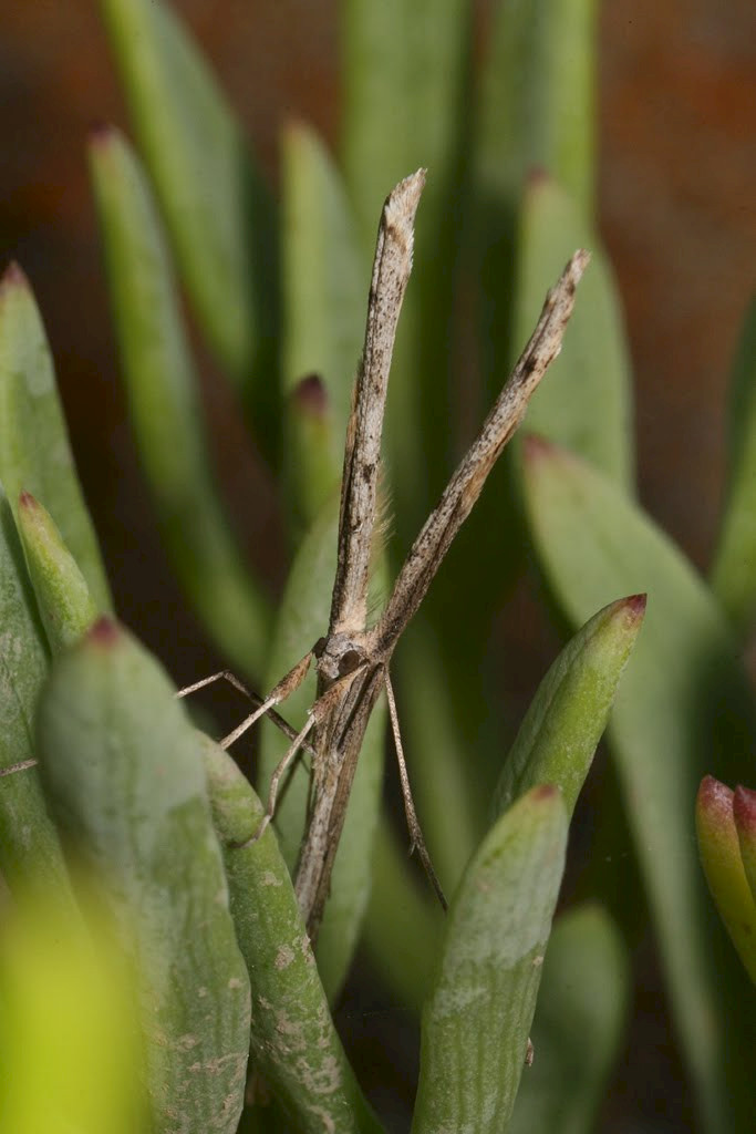 Limonium procerum subsp. procerum - &copy; Barry Stewart