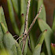 Limonium procerum subsp. procerum