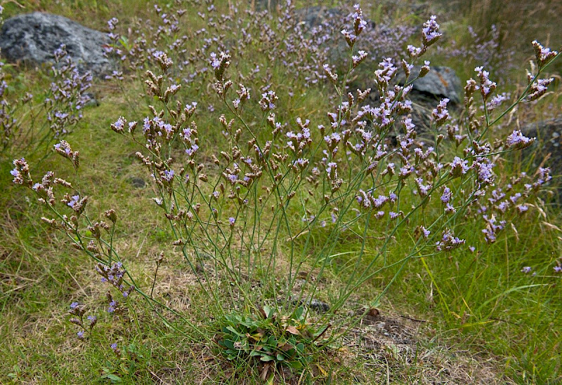Limonium procerum subsp. procerum - &copy; Charles Hipkin