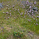 Limonium procerum subsp. procerum